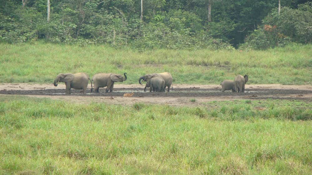 Forest elephants in the bai. The consume minerals from the soils they ingest.