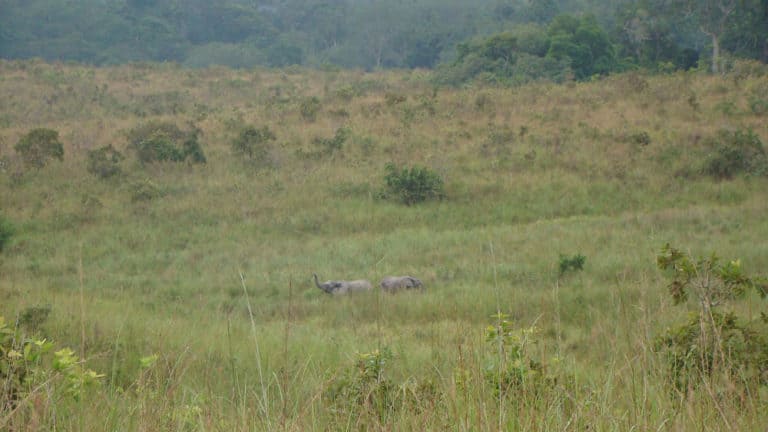 A picture of elephants in the grasslands