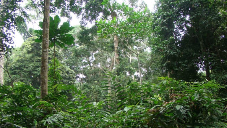 Field Site Visit to Ivindo National Park, Gabon - Stephanie Manka, Ph.D.