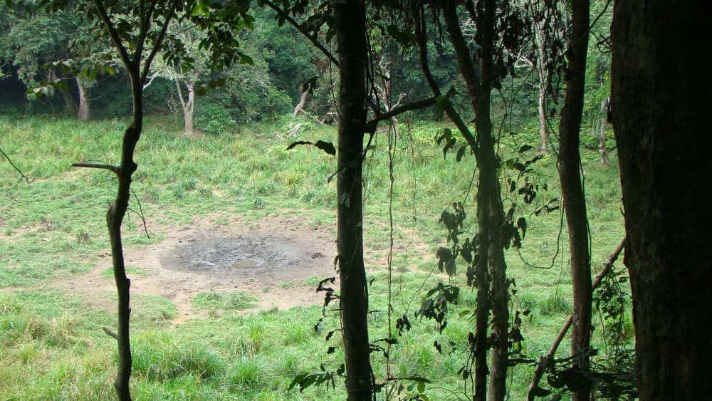 A forest clearing called a bai in Ivindo National Park. This one is really small compared to the primary one: Langué Bai.