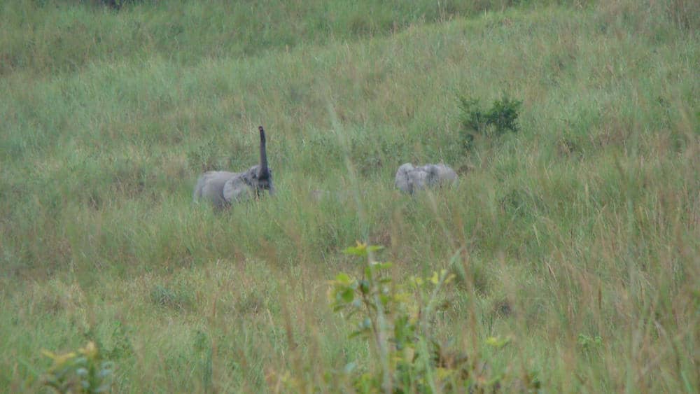 Forest elephants in the savannas.