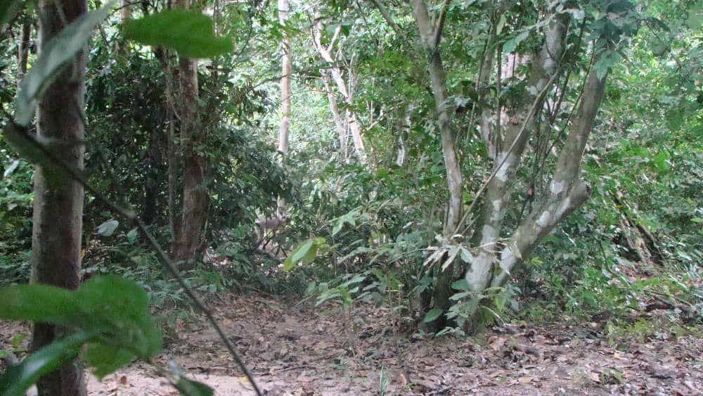 We tracked a group of radio-collared mandrills. I was able to capture this photo of one running past.