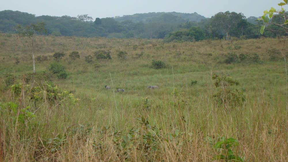 The savanna habitats of Lopé National Park allow you to observe forest elephants that are normally hidden in forested habitats.