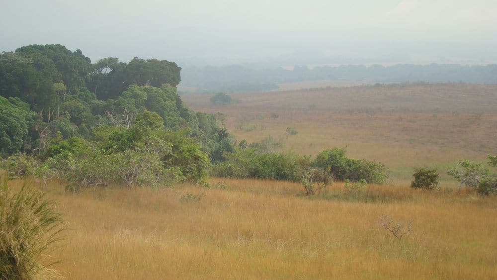 a picture of thick trees in the savanna