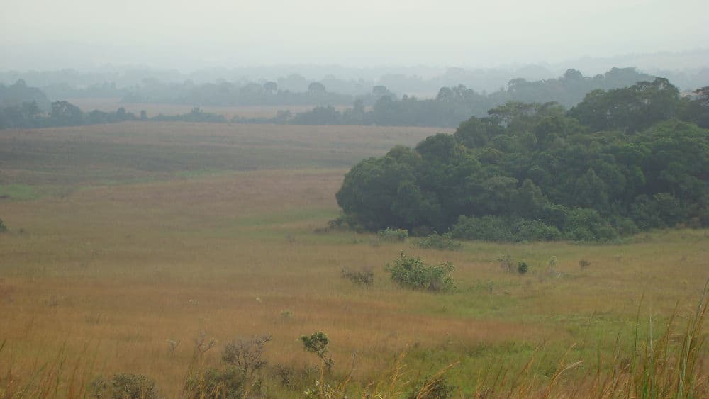 The savannas in Lopé National Park have been maintained for thousands of years by anthropogenic burnings.