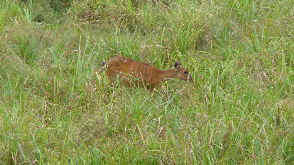 A picture of a sitatunga