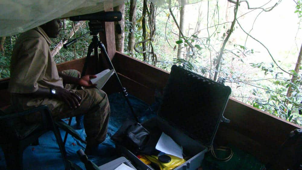 A researcher studying animals that come to this smaller bai in Ivindo.