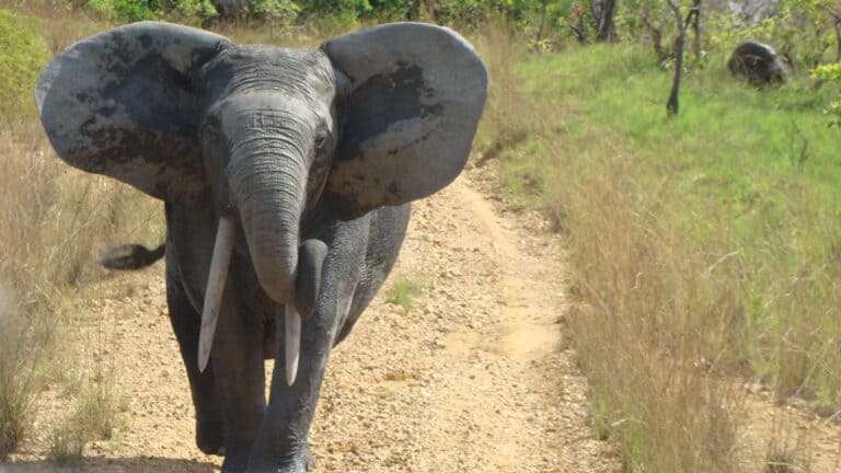 Billy the elephant following our car. Billy was a friendly elephant, but most elephants in the park were scared of us and even aggressive.