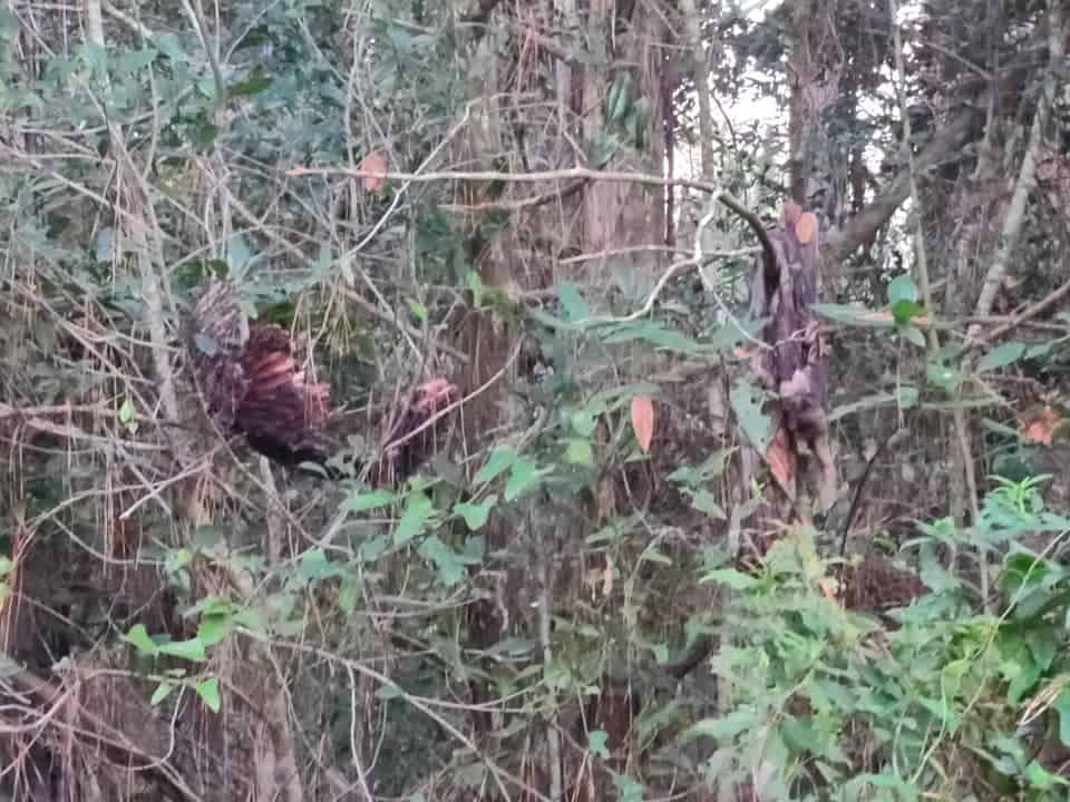 Deer carcass in a tree. Many people thought this was from eastern cougars.