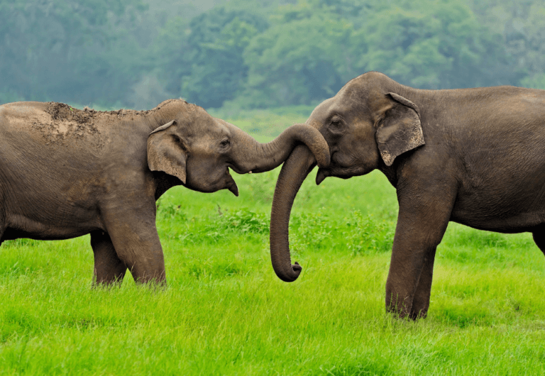Asian elephants. Image from Canva.