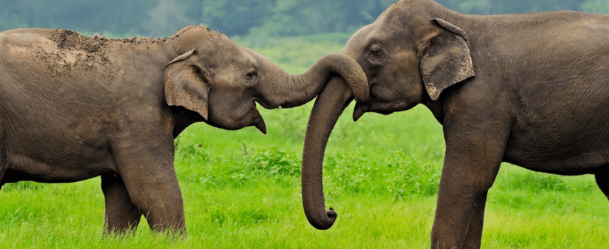 Asian elephants. Image from Canva.