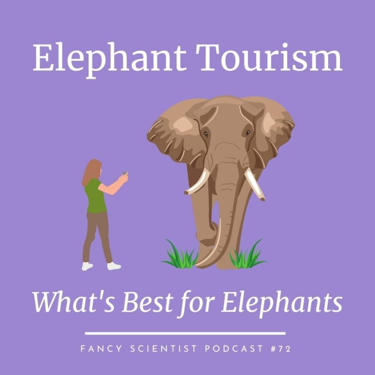 elephant-tourism