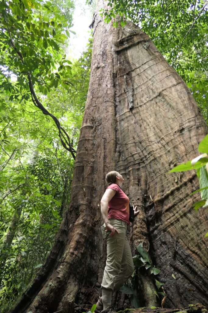 Stephanie Manka Borneo Malaysia Deramakot Forest