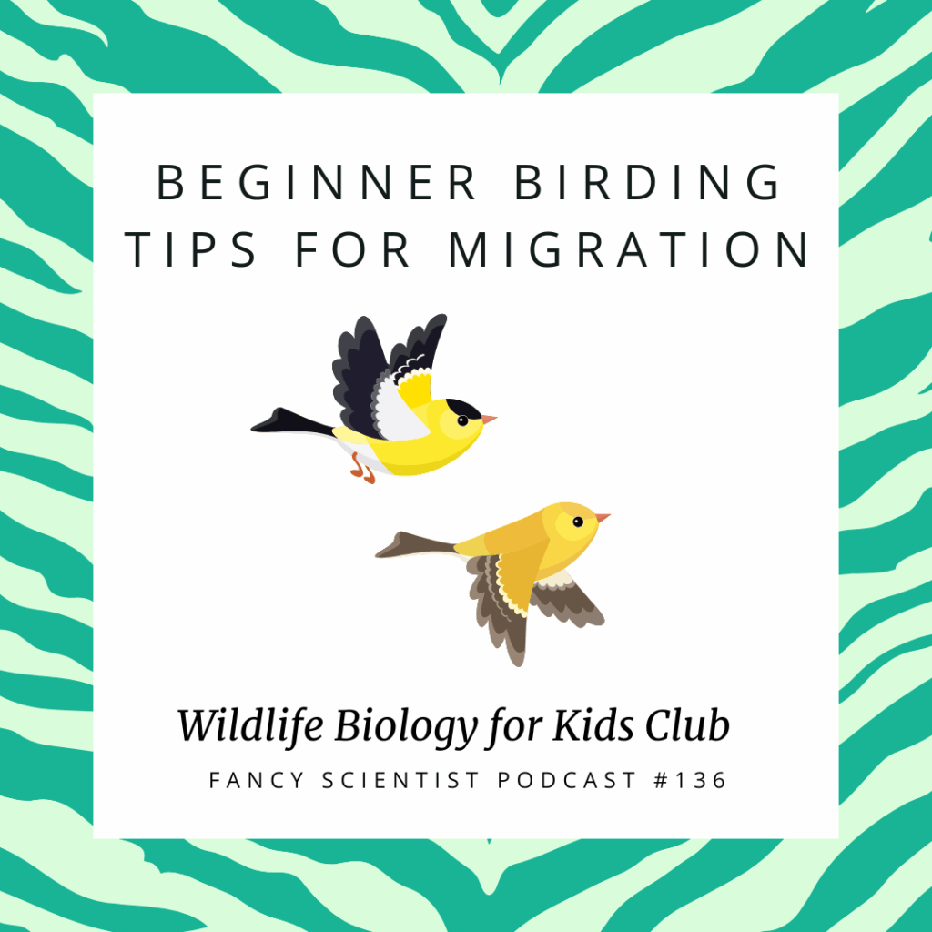 Beginner Birding Tips for Migration