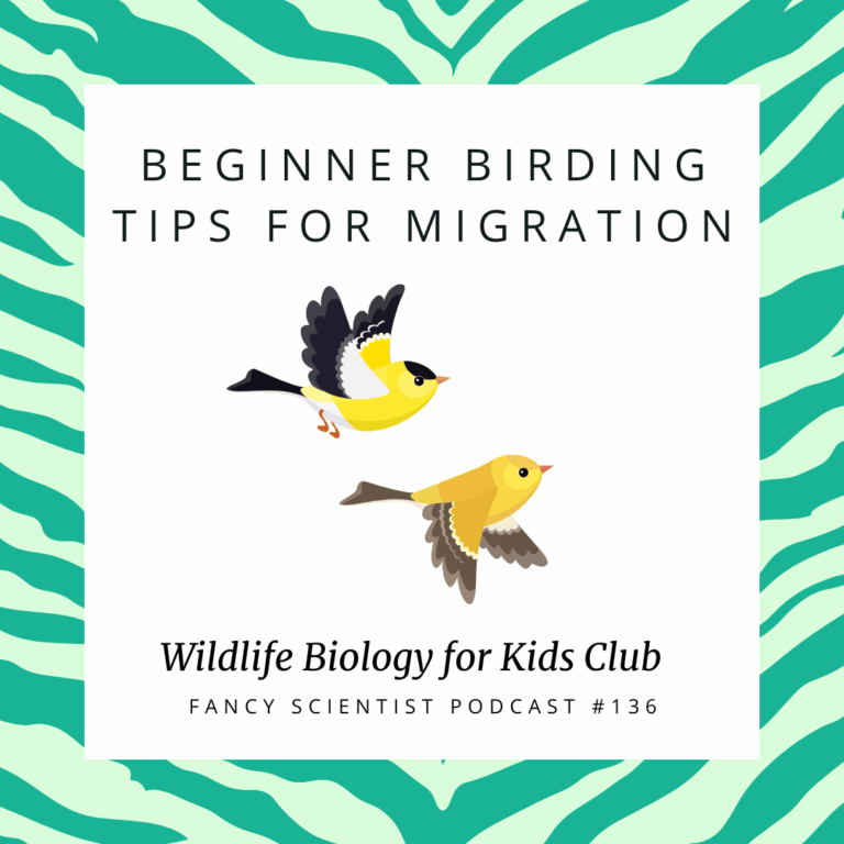 Beginner Birding Tips for Migration