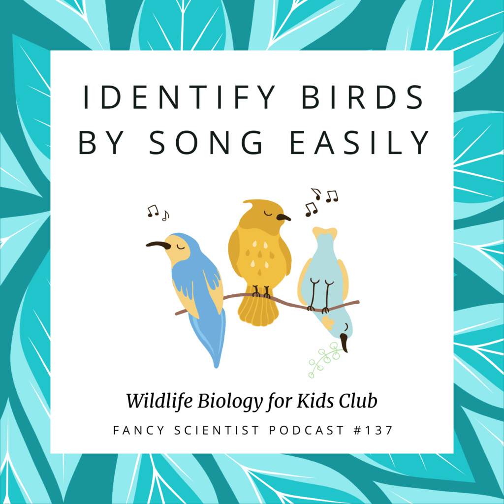 Identify Birds by song easily