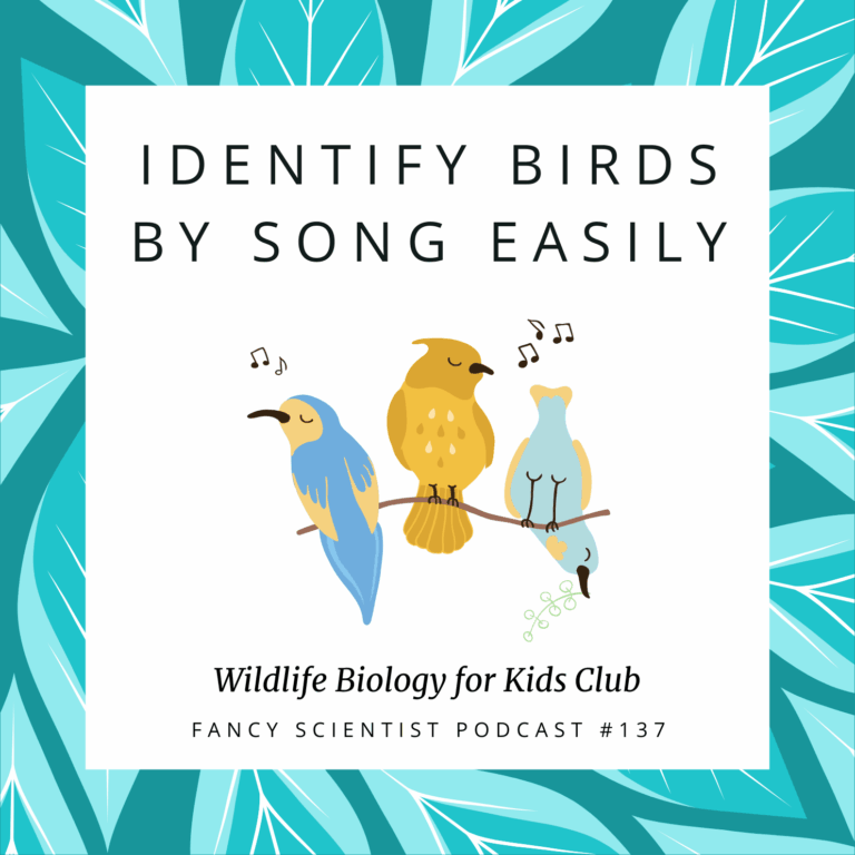 Identify Birds by song easily