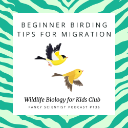 Beginner Birding Tips for Migration