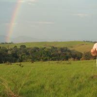 Stephanie Manka forest Buffalo Rainbow